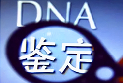 自贡个人DNA亲子鉴定的流程